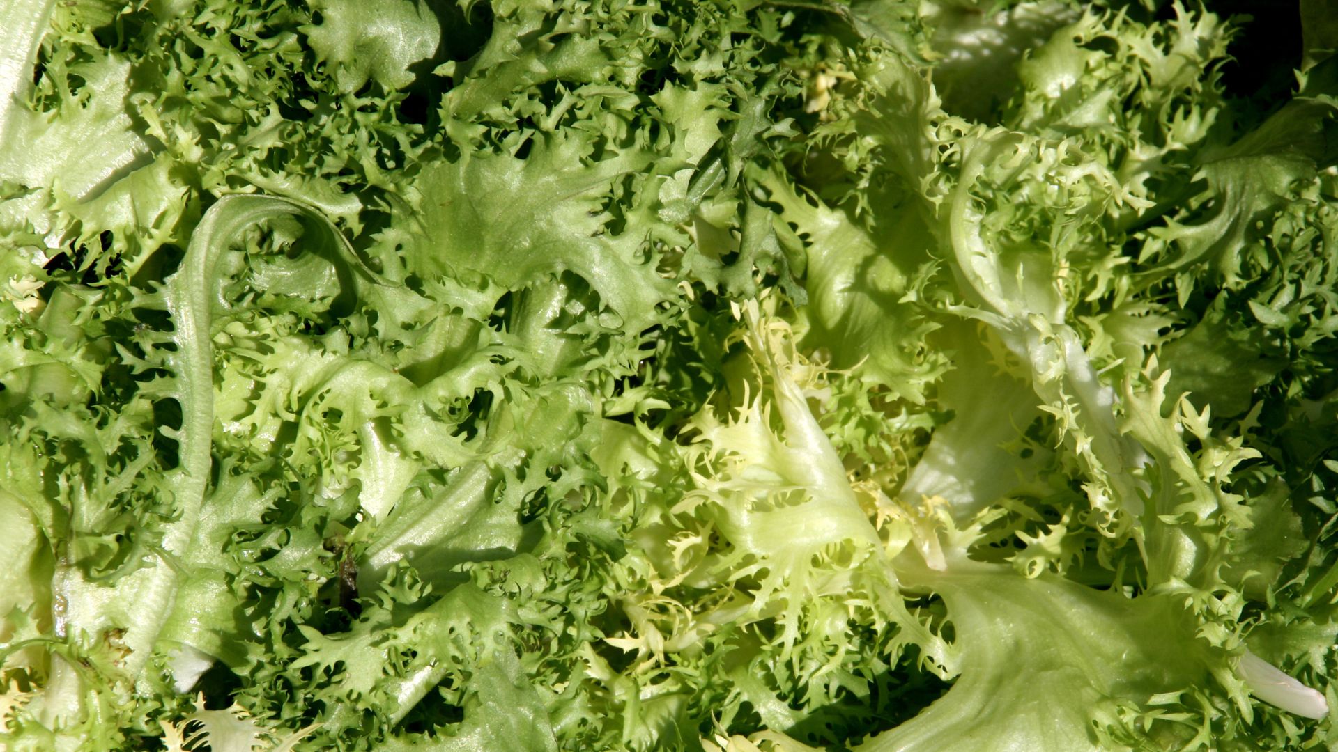 BENEFICIOS DE LA ESCAROLA BENEFICIOS ESCAROLA
